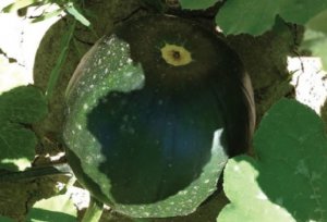 WATERMELON/CEPEA: Export season 2017/18 finishes with great results