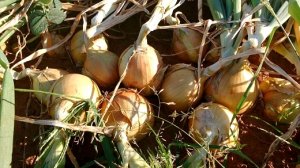 CEBOLA/CEPEA: Começa a colheita de cebolas híbridas em Piedade