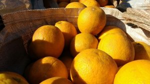 CITROS/CEPEA: Altas cotações impactam demanda por laranja em SP