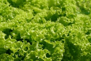 LETTUCE/CEPEA: Good production impacts in prices