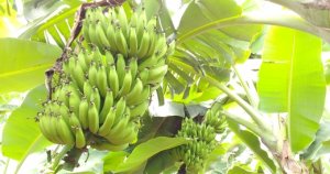 BANANA/CEPEA: Área de banana em MG é limitada pela restrição hídrica