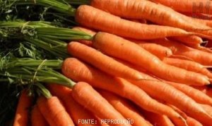 CARROT/CEPEA: Price rises sharply in MG