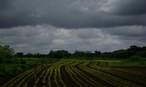 Chuvas e frio devem atingir as regiões produtoras de folhosas na próxima semana