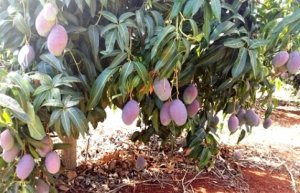 MANGA/CEPEA: Técnica pode reduzir custos e aumentar qualidade da fruta