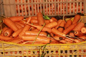 Low prices in Minas Gerais attract carrot buyers