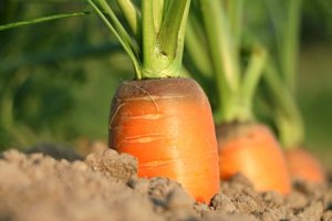 CENOURA/CEPEA: Após estiagem, chuva pode chegar às lavouras cenoura