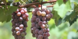 Safra de uva começa em Campinas e Porto feliz
