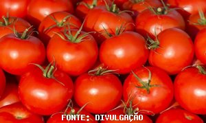 TOMATE/CEPEA: Com menor volume no mercado, tomate é valorizado