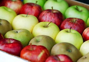 Produção de maçãs na Europa deve recuar em 2016