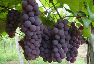 UVA/CEPEA: Feriados e paralização prejudicam mercado de uva paulista