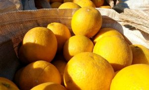 CITROS/CEPEA: Início de mês aquece demanda por laranja