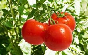 TOMATE/CEPEA: Preço do tomate cai no atacado de SP, mas sobe no RJ