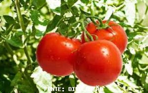 TOMATE/CEPEA: Tomate se valoriza na Ceagesp com menor entrada