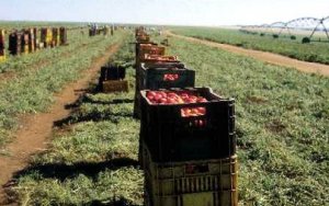 TOMATE/CEPEA: Safra de verão 2017/18 entra em pico de colheita
