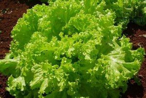 LETTUCE/CEPEA: Dry season and cool weather favor production