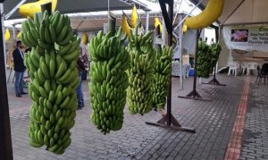 Dia 22 de setembro - Dia Mundial da Banana