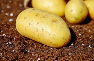 BATATA/CEPEA: Batata se valoriza com mercado de chuva