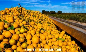 CITRUS/CEPEA: Large output and anticipated contracts may limit quotes paid by processors