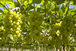 HORTIFRUTI/CEPEA: Como está a participação da uva nos envios à UE?
