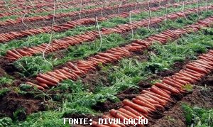 CENOURA/CEPEA: Cenoura se desvaloriza com final de mês e feriados