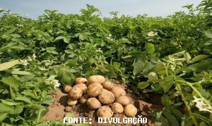 BATATA/CEPEA: Preço recua com avanço da colheita e feriado