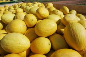 MELÃO/CEPEA: Na UE, quatro em cada dez melões consumidos são espanhóis