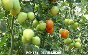 TOMATE/CEPEA: Cotações do tomate 2A e 3A ficam estáveis