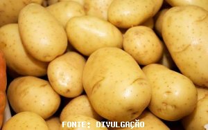 BATATA/CEPEA: Chuva e baixa qualidade resultam em grande amplitude nos preços da batata