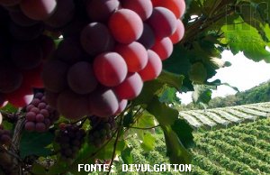 GRAPE/CEPEA: Weather does not affect quality for São Paulo's grapes