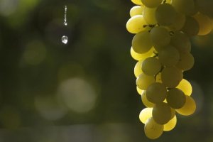 HORTIFRUTI/CEPEA: Chuvas de março podem favorecer fruticultura do NE