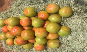 Seguindo a tendência de mercado, Sumaré registra aumento no preço do tomate