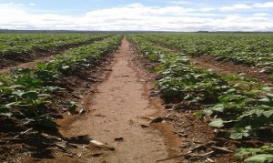BATATA/CEPEA: Chuva no PR reduz colheita e eleva preços