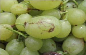 Mosca-das-frutas volta a preocupar viticultores no Vale