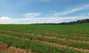 CENOURA/CEPEA: Problemas na produção de cenoura reduzem oferta em MG e preço sobe