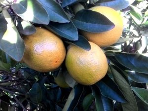 CITROS/CEPEA: Oferta limitada segue impulsionando cotações da fruta