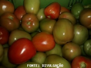 TOMATE/CEPEA: Ano começa positivo para o tomate
