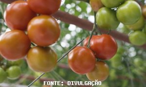 TOMATE/CEPEA: Calor em excesso acelera colheita em Mogi Guaçu
