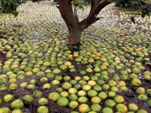 CITROS/CEPEA: Furacão Irma deve causar danos à citricultura da FL