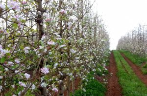 MAÇÃ/CEPEA: Florada abre primeiro em Fraiburgo