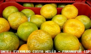 CITROS/CEPEA: Últimos volumes de poncã valorizam fruta em SP