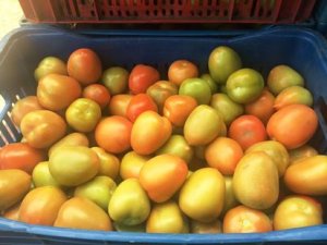 Com clima seco, tomate é afetado por vírus no ES