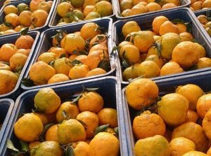 CITROS/CEPEA: Maior oferta continua limitando preços de frutas cítricas