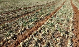 CEBOLA/CEPEA: Chuvas prejudicam colheita em Lebon Régis