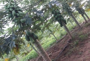 PAPAYA/CEPEA: Havaí variety price went up 65% in South of Bahia state