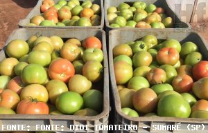 TOMATE/CEPEA: Preços do tomate seguem em queda