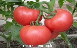 TOMATE/CEPEA: Com maturação acelerada, tomate tem nova desvalorização