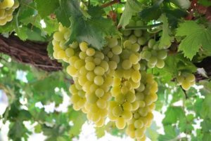 Baixa disponibilidade de uva em Jales