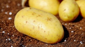 HORTIFRUTI/CEPEA: Custo de produção de batata em Vargem Grande do Sul