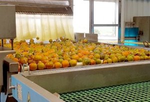CITROS/CEPEA: Processamento de pera aumenta em julho
