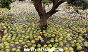 CITRUS/CEPEA: Hurricane Irma may have damaged citrus groves in FL